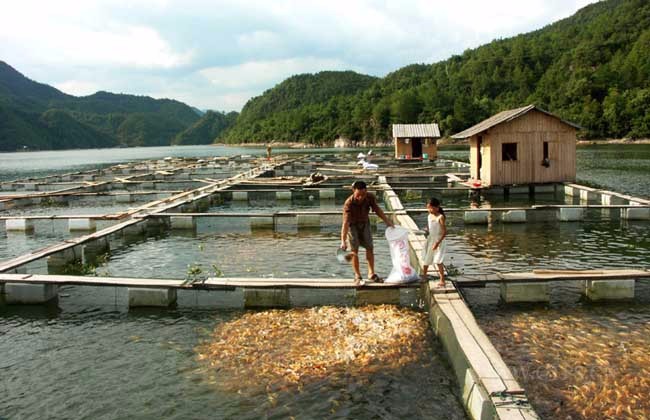 区块链养鱼平台_区块链养宠物app