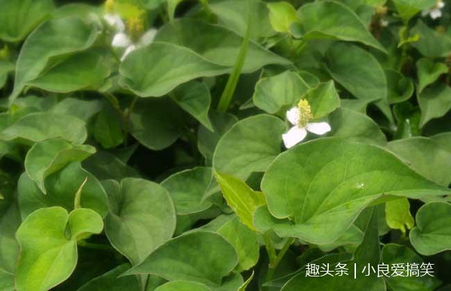 鱼腥草泡水喝没有减肥的功效.