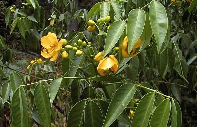 每天最少学一味中药—番泻叶