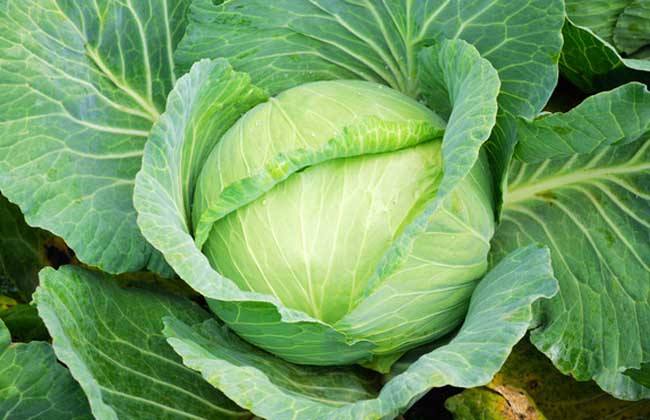 聪明人春季都吃这几种蔬菜,健脾补血养胃,还滋阴降火泻热化痰