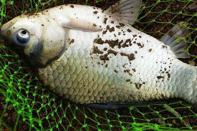 这种鲫鱼体型巨大,全身银白,体背很高,春天最好钓|高背|鲫鱼|体型