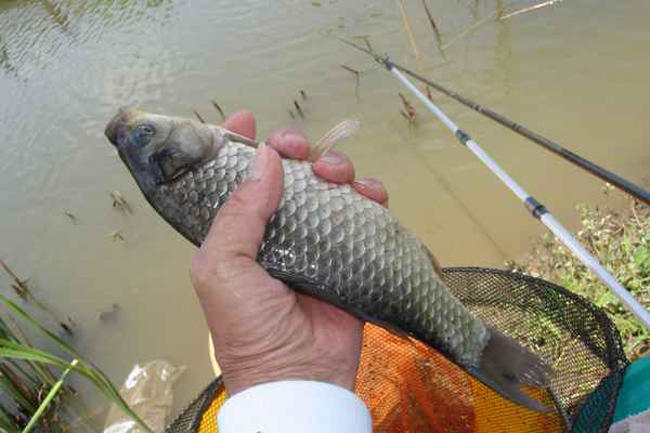 黑坑老板放鱼1300斤,看到我的鱼获后心里酸溜溜的