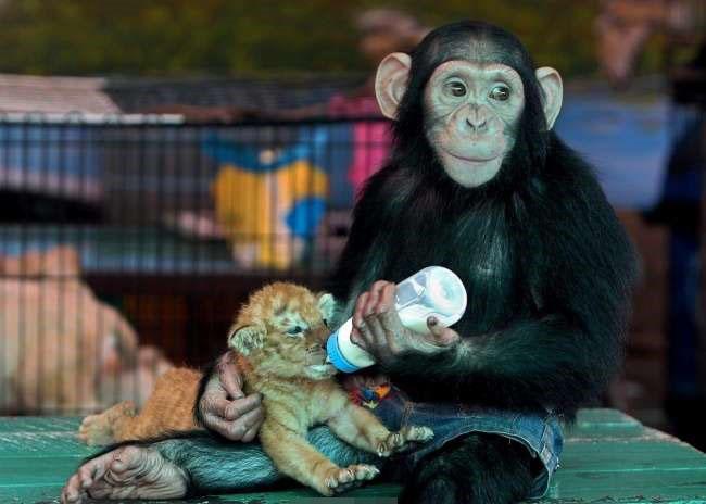 一只猴子拿着奶瓶喂一只小老虎橄榄球运动员拿着奖杯见他的小粉丝