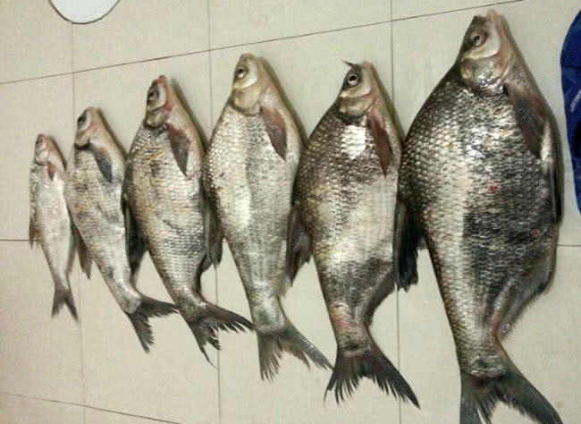 这鱼身体扁平头部很小因为太祖一句话而闻名天下