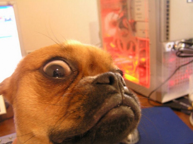 终于知道狗狗为什么要盯着主人上厕所,原因让人又感动又脸红!