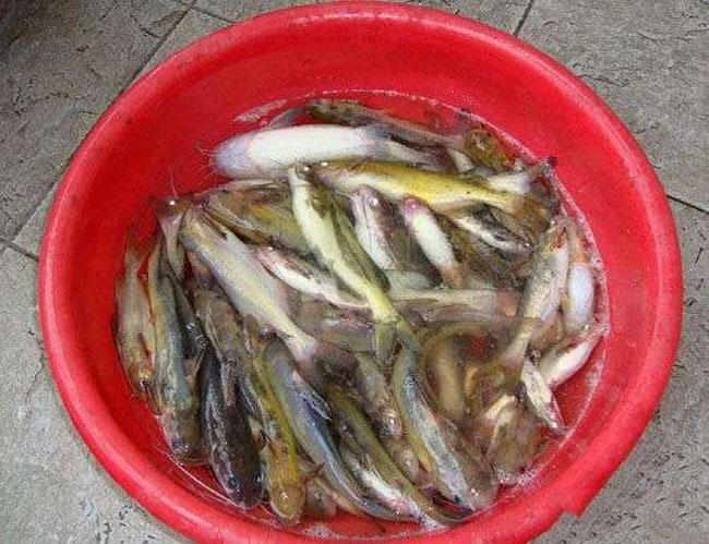 这鱼可是山溪里的极品,肉质异常细嫩