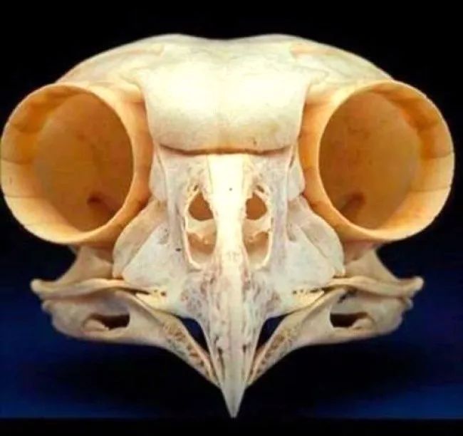 这是猫头鹰的头骨这个巨大的狮子雕塑从一棵完整的红杉树雕刻而来,由