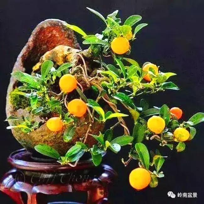 迎喜","吉祥"等美好的寓意, 一组精品金豆盆景请你