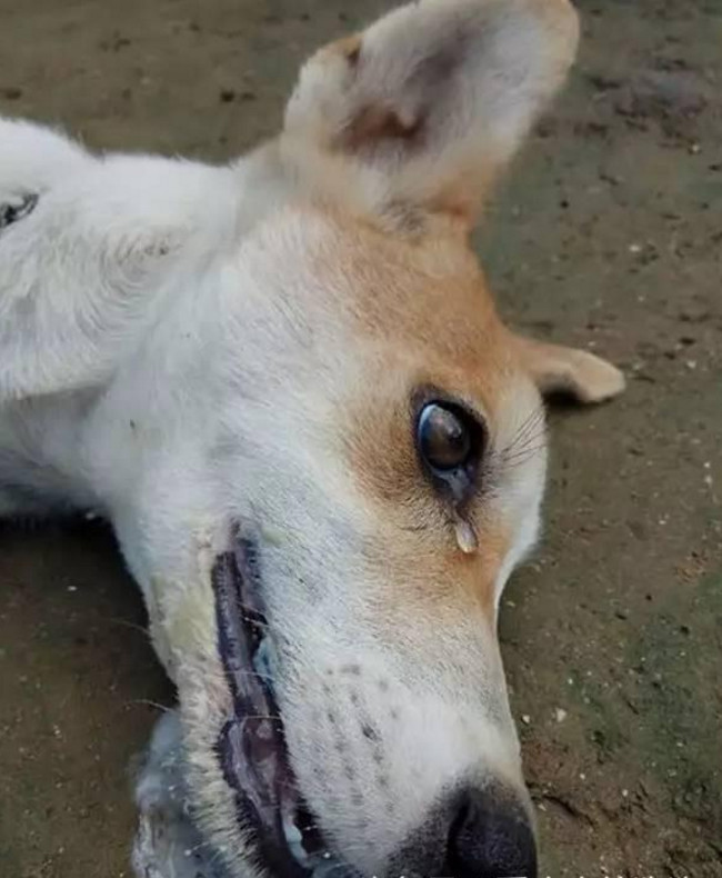 说到狗狗中毒,大家平时在新闻上也没少看吧,尤其是看到心怀不轨的偷狗