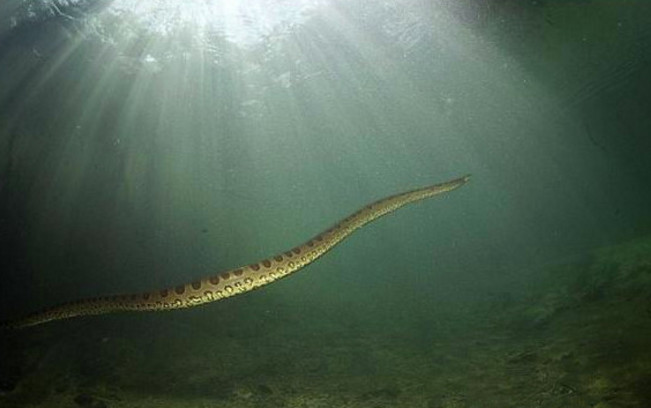 摄影师在水里发现一条很大的蛇,网友们都说这摄影师厉害了