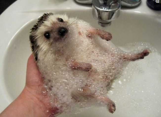 主人给刺猬洗澡这涨势吓坏一群人这种方式洗澡厉害了
