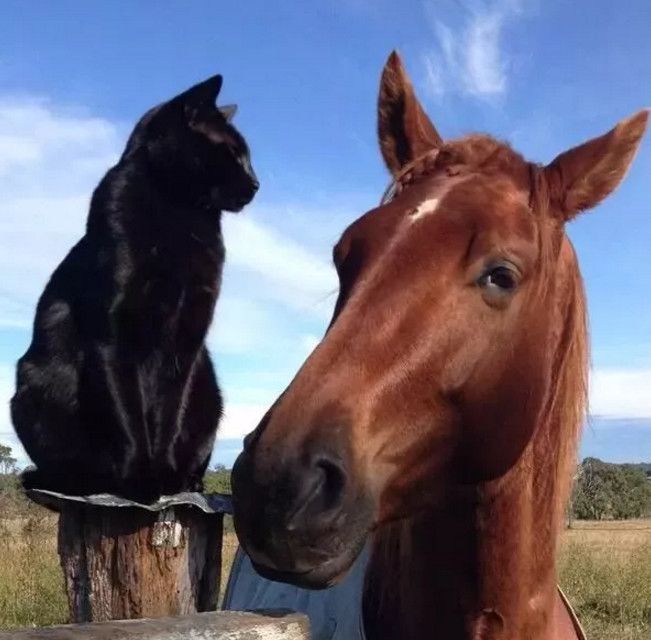 连猫和马儿都有一段情了,那你呢!