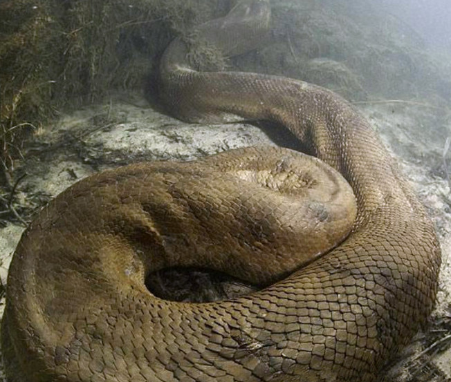 摄影师在水里发现一条很大的蛇,网友们都说这摄影师厉害了