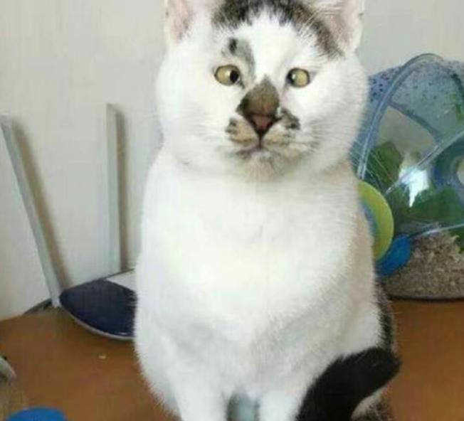 猫界出名的6只丑猫,斗鸡眼算什么,它丑成网红__财经头条