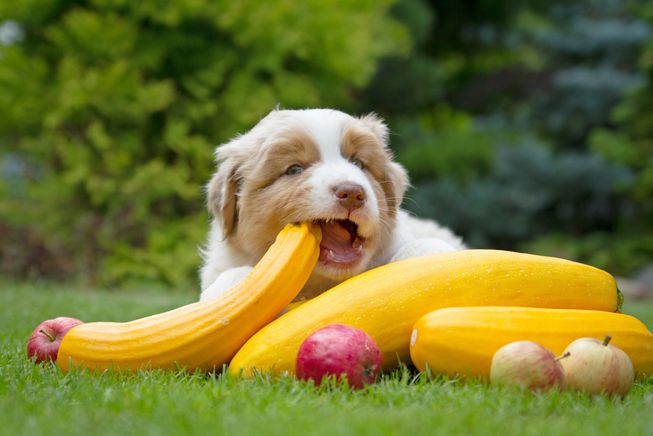 67|动物|素食主义|饮食_新浪新闻