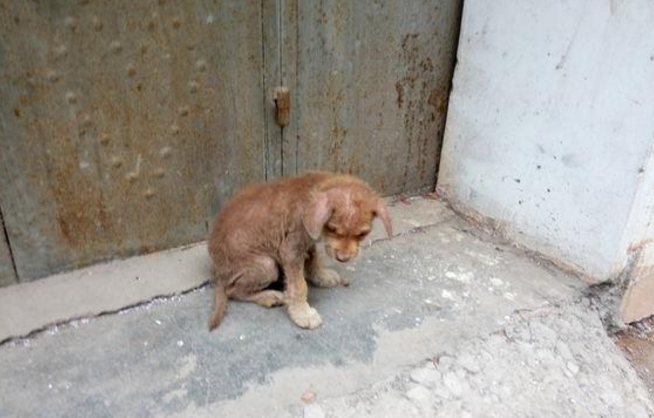 明白为什么那只狗狗会蹲守在邻居的家门口,并且脸上还是那样一副表情