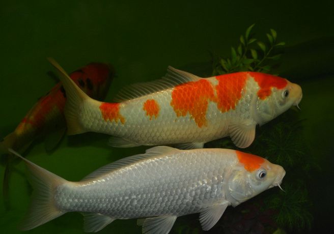 对丹顶锦鲤有兴趣的朋友可以进来看一下 教你怎么预防疾病