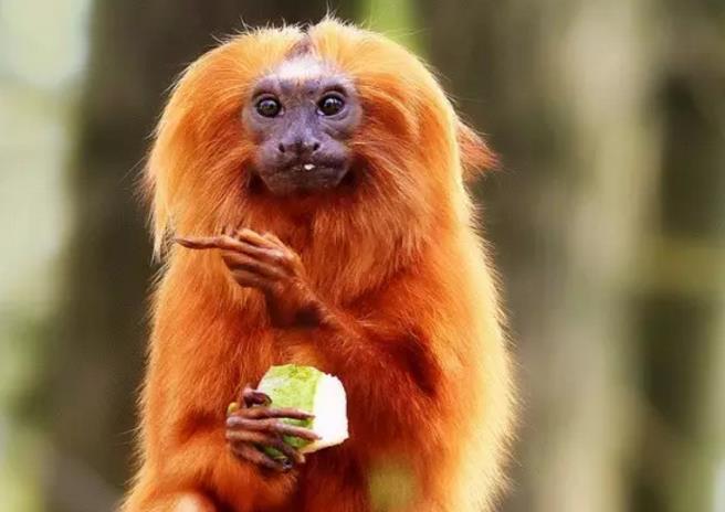 来自美洲的"金毛狮王", 消失一世纪后在巴西里约重现!