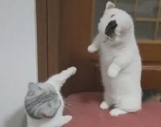 猫咪情侣打情骂俏,单身狗看了都想哭,众网友大呼:想吸猫!