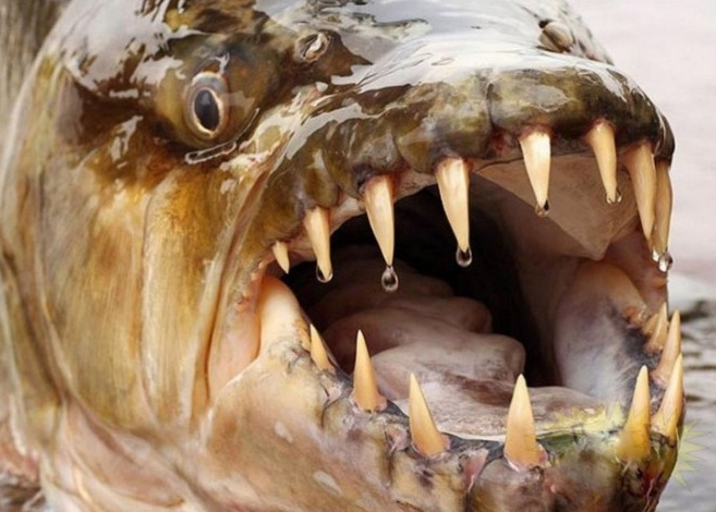 大海中长相奇特的鱼类有种鱼牙齿尖利比鲨鱼更凶猛