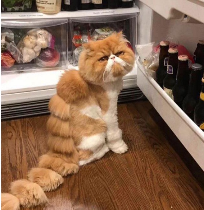 女子帮猫咪改造型,结果把它剪成这鬼样,猫咪眼神里全是杀意!