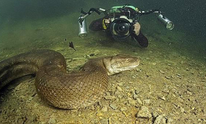 湄公河巨蛇图片
