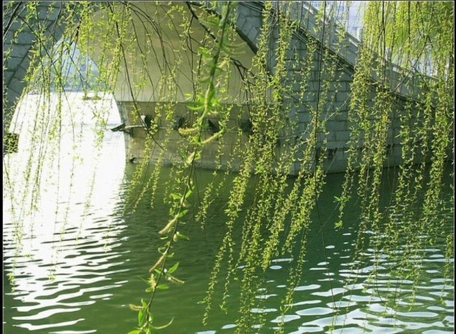 烟水初销见万家东风吹柳万条斜