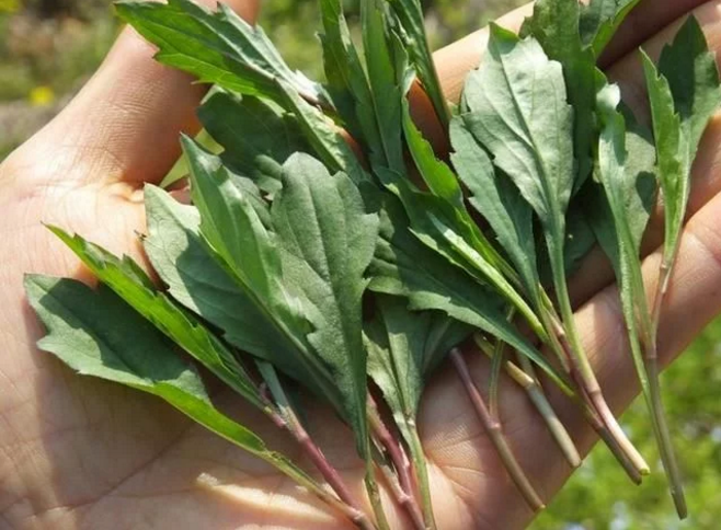 每次捡完柴之后,都会弄一点野菜来吃