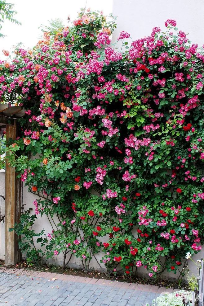 家里有小院子的要这样养花,把花种成一面花墙,真是美如仙境!