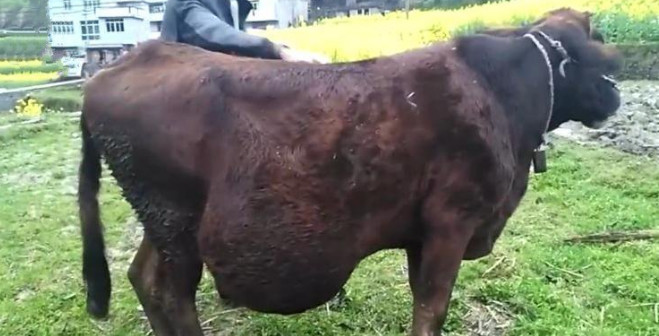 老牛肚子长了个巨大的包有人却出高价想要买下这头牛
