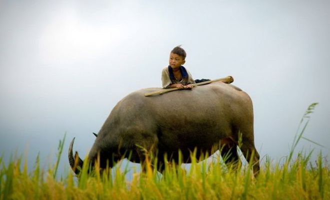 放牛娃无钱念书,路过邻村用草垛救树上小女孩一命,获赠十万赏金
