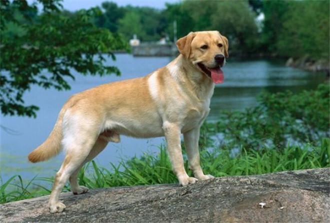 什么宠物狗便宜又好养?