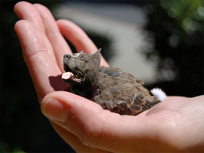 蝙蝠汪嘛?那么小一只.这个是乌鸦汪,狗蛋孵化出来的狗蛋孵化出来的