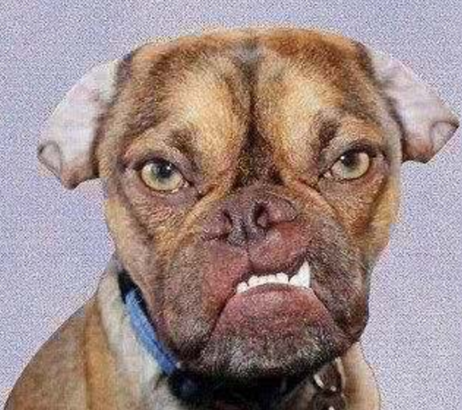 自己家汪星人感觉很生气怎么办?