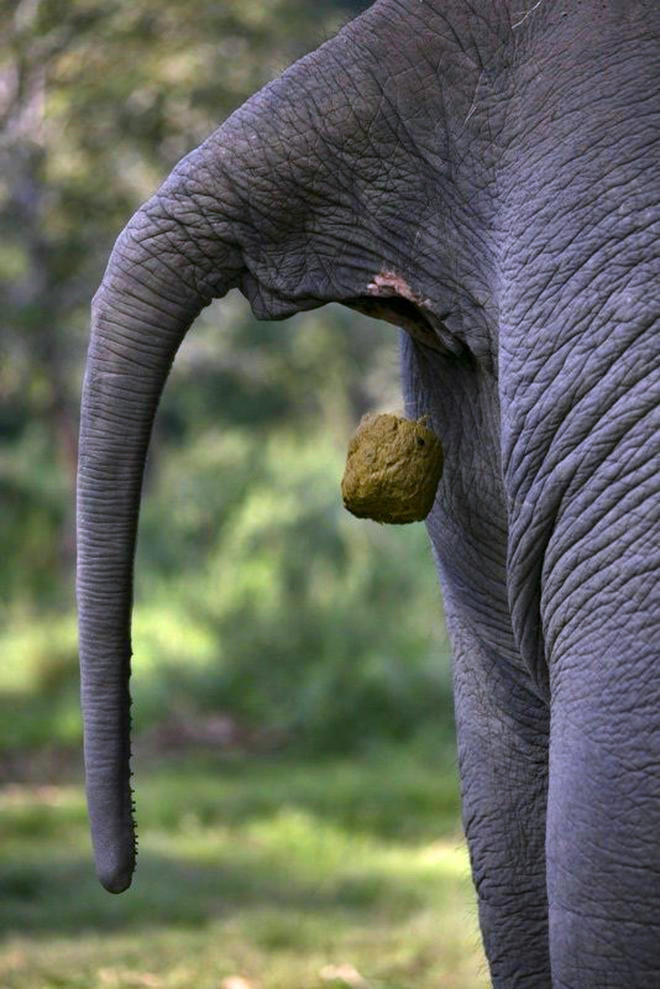 但大象和麝香猫胃的胃酸会将蛋白质分解掉,而且大象的胃酸反应更为