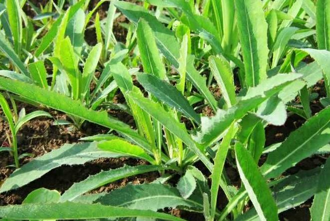 这八大野菜既好吃又养生全部都吃过的就是蔬菜行家