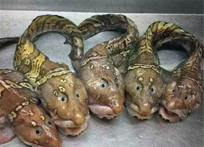 渔夫捕获过的六大变异鱼种幽灵鲨在有光的地方才有眼睛