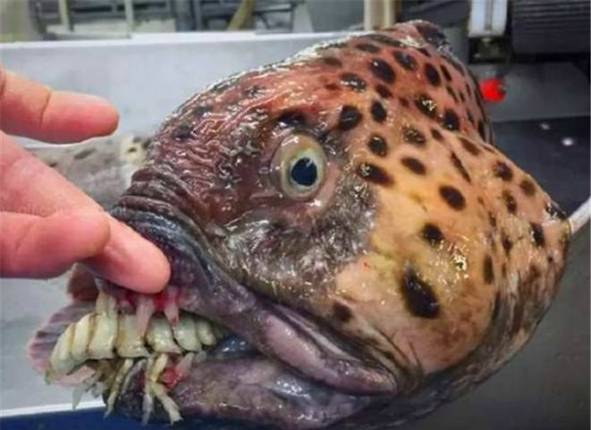 渔夫捕获过的六大变异鱼种幽灵鲨在有光的地方才有眼睛