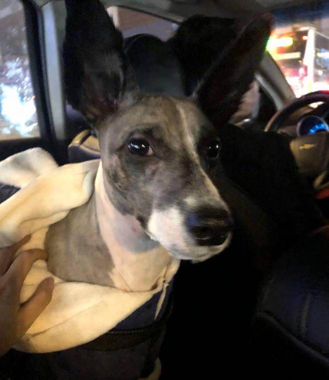 小伙给掉毛的边牧剃毛后安慰幽怨狗狗没事理发丑三天就好