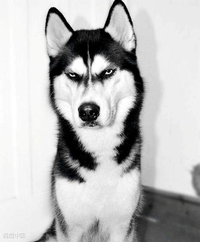 国外有一只古怪的哈士奇, 遇见镜头就生气, 网友: 太奇葩了!