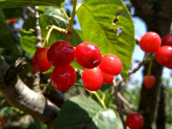 这种北方水果"小樱桃"特别好吃, 因脆弱, 运不出去