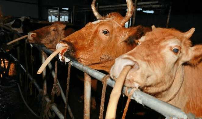 牛鼻孔插满管道在吸氧警方调查后揪出深入社会的罪恶行业