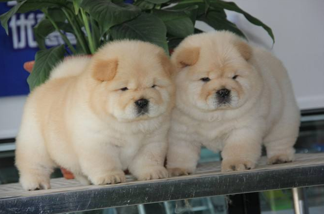 养松狮犬需要注意什么松狮犬是什么样的习性