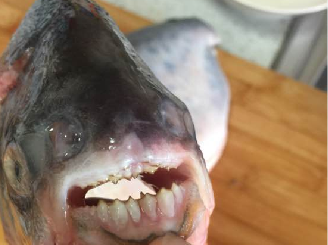 长江钓上巨型鳊鱼,牙齿锋利,朋友说是食人鱼