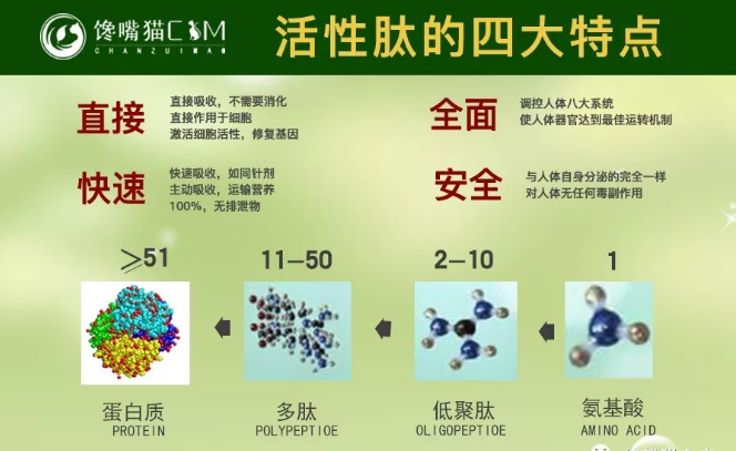 馋嘴猫小分子肽在人体中的作用