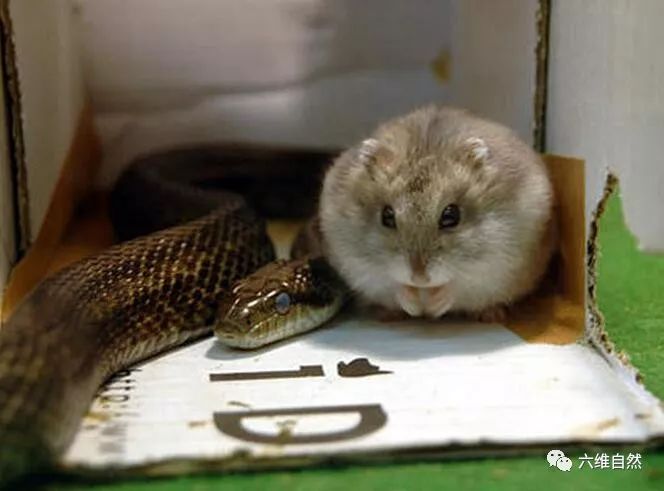 都以为蛇会吃老鼠想不到最后变成蛇鼠一窝