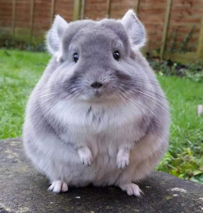 龙猫外形看着像兔子又肥又萌惹人疼爱盯着它看让人忍不住想笑