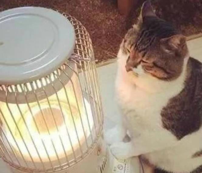 怕冷的猫咪,遇到暖炉后,画风瞬间萌哭,这享受的小表情绝