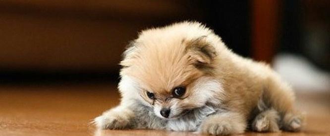 看什么看没见过恶犬么我们凶着呢