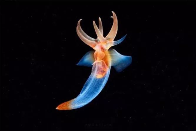 冰海精灵看到的人都会幸运一生